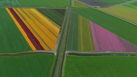 Colorful tulip fields aerial view in holland Stock Footage 341523002