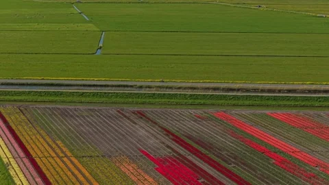 Colorful tulip fields aerial view in the netherlands countryside Stock-Footage 341523261