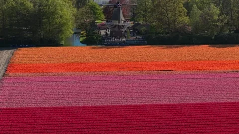 Colorful tulip fields and windmill at keukenhof gardens Vídeos de archivo 341522411