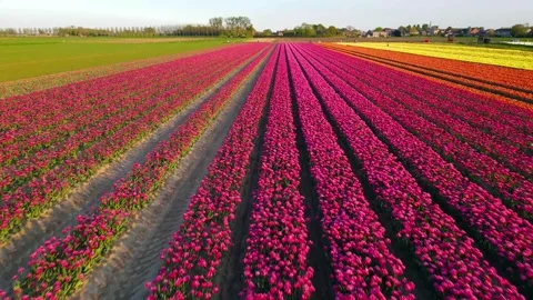 Colorful Tulip Fields in blooming Stock Footage 307065568