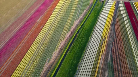 Colorful Tulip Fields in blooming Stock Footage 307065569