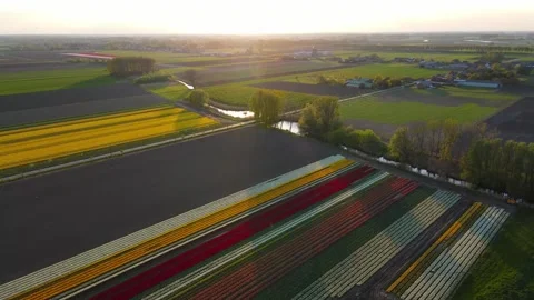 Colorful Tulip Fields in blooming Stock Footage 307065584