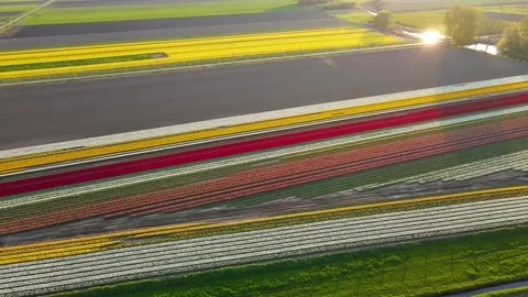 Colorful Tulip Fields in blooming Stock Footage 307065644