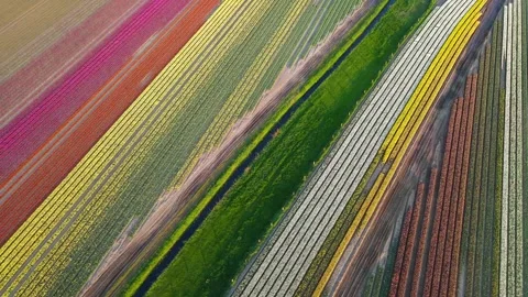 Colorful Tulip Fields in blooming Stock Footage 307065684