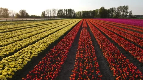 Colorful Tulip Fields in blooming Stock Footage 307065692