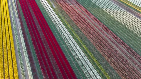 Colorful Tulip Fields in blooming Stock Footage 307065820