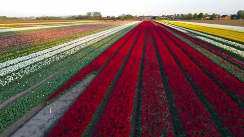 Colorful Tulip Fields in blooming Stock Footage 307065848