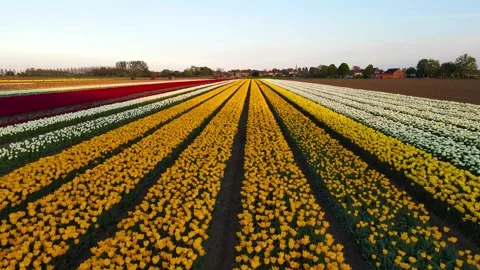 Colorful Tulip Fields in blooming Stock Footage 307065876