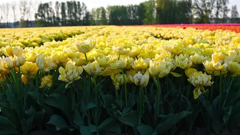 Colorful Tulip Fields in blooming Stock Footage 307065884