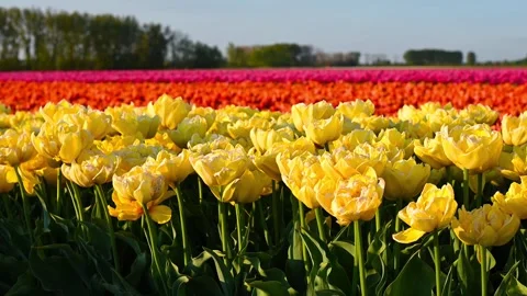 Colorful Tulip Fields in blooming Stock Footage 307065921