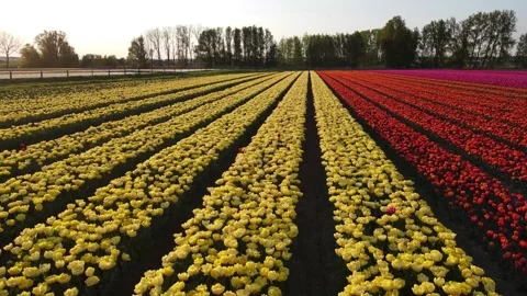 Colorful Tulip Fields in blooming Stock Footage 307065953