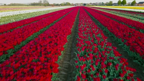 Colorful Tulip Fields in blooming Stock Footage 307065955