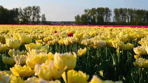 Colorful Tulip Fields in blooming Stock Footage 307066042