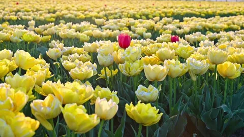 Colorful Tulip Fields in blooming Stock Footage 307066168