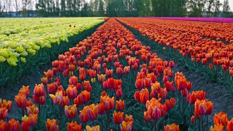 Colorful Tulip Fields in blooming Stock Footage 307066196