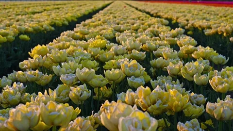 Colorful Tulip Fields in blooming Stock Footage 307066199