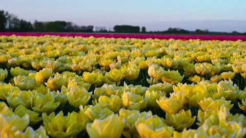 Colorful Tulip Fields in blooming Stock Footage 307066341