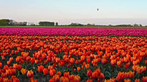 Colorful Tulip Fields in blooming Stock Footage 307066380