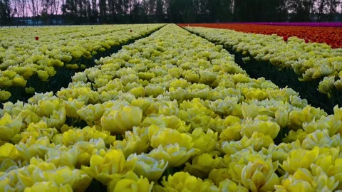 Colorful Tulip Fields in blooming Stock Footage 307066436
