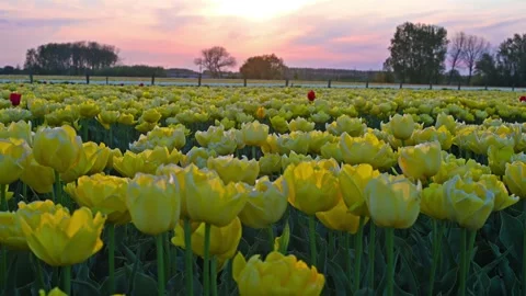Colorful Tulip Fields in blooming Stock Footage 307066504