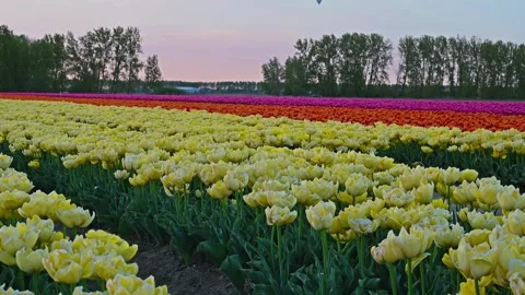 Colorful Tulip Fields in blooming Stock Footage 307066622