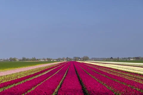 Colorful tulip fields growing under blue sky in Netherlands Stock Photos