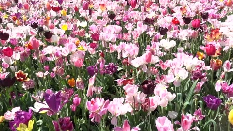 Colorful Tulip Fields in the Netherlands – Springtime Paradise Stock Footage 306150283