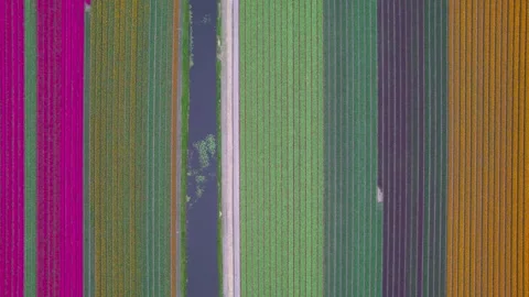 Colorful tulip fields pattern aerial top down view in the Netherlands 스톡 동영상 333602597