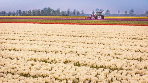 Colorful tulip fields Stock Photos
