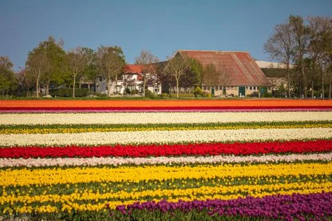 Colorful tulip fields Stock Photos