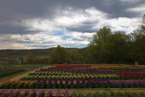 Colorful Tulip Fields in a Scenic Spring Landscape Stock Photos