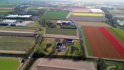 Colorful tulip fields stretch across the landscape in perfect rows Stock-Footage 308118970