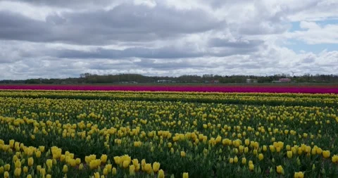 Colorful tulip fields under cloudy sky in Dutch countryside during spring Vidéo 333976398