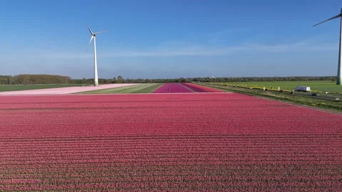 Colorful tulip fields with wind turbines and road Stock Footage 335338752