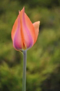 Colorful Tulip Flower Stock Photos