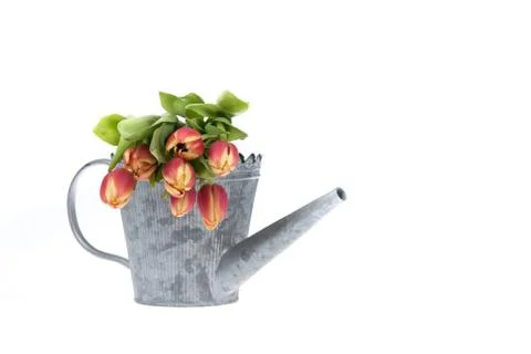 Colorful tulip flowers in an old metal watering can isolated ove Stock Photos