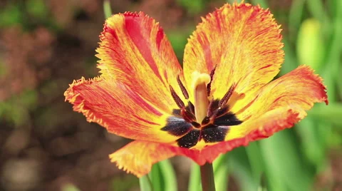 Colorful tulip Stock Footage 50055775