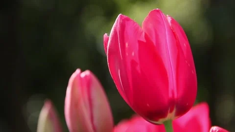 Colorful Tulip 스톡 동영상 196080652