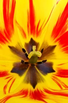 Colorful tulip inside Stock Photos