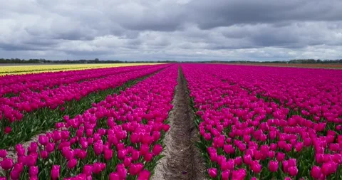Colorful tulip rows divide the landscape in a dramatic springtime panorama Видео 333976188