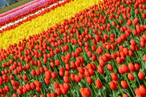 Colorful tulip rows Foto stock