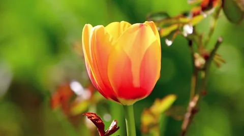 Colorful tulip in spring Stock-Footage 3050833