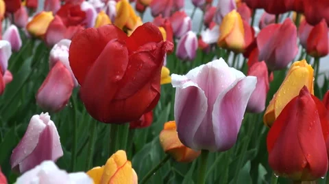 Colorful Tulips 01 Stock Footage 5296523