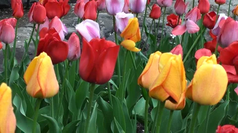 Colorful Tulips 02 Stock Footage 5296569