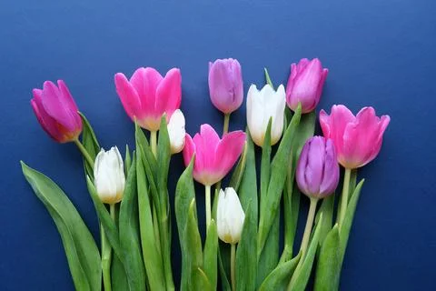 Colorful tulips on blue background. Stock Photos