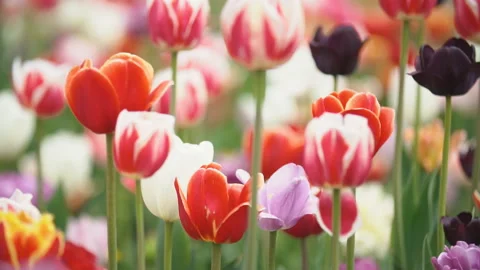 Colorful tulips at close range Stock Footage 107821435