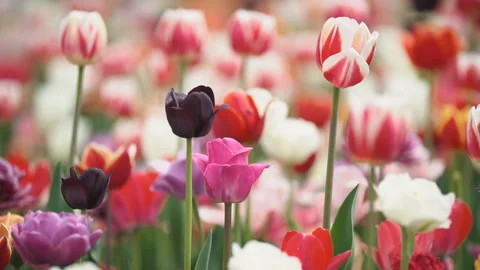 Colorful tulips at close range Stock Footage 108484486