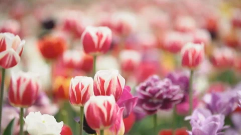 Colorful tulips at close range Stock Footage 109182504