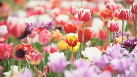 Colorful tulips at close range Stock Footage 109376770