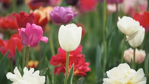 Colorful tulips at close range Stock Footage 110798225